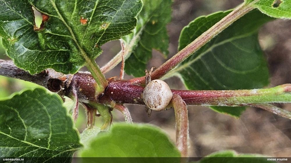 Zirneklis (nenoteikts)