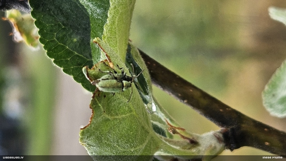 Smecernieks Phyllobius sp.