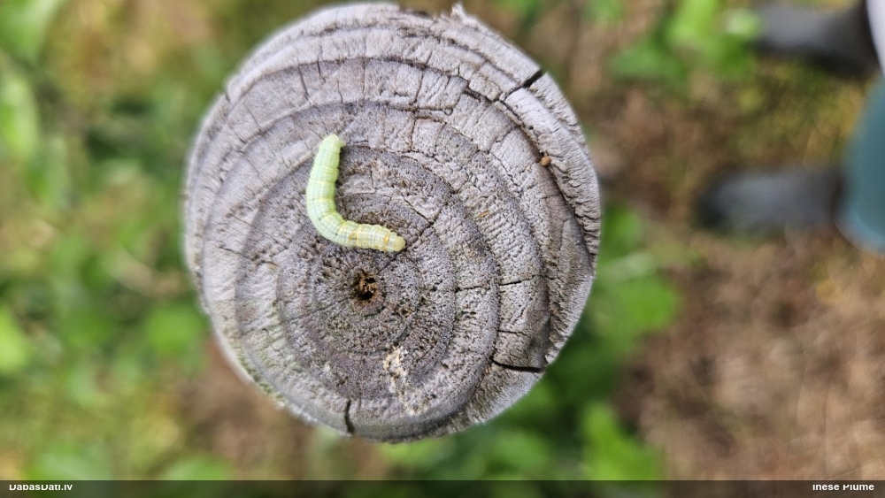 Naktstauriņš (nenoteikts)