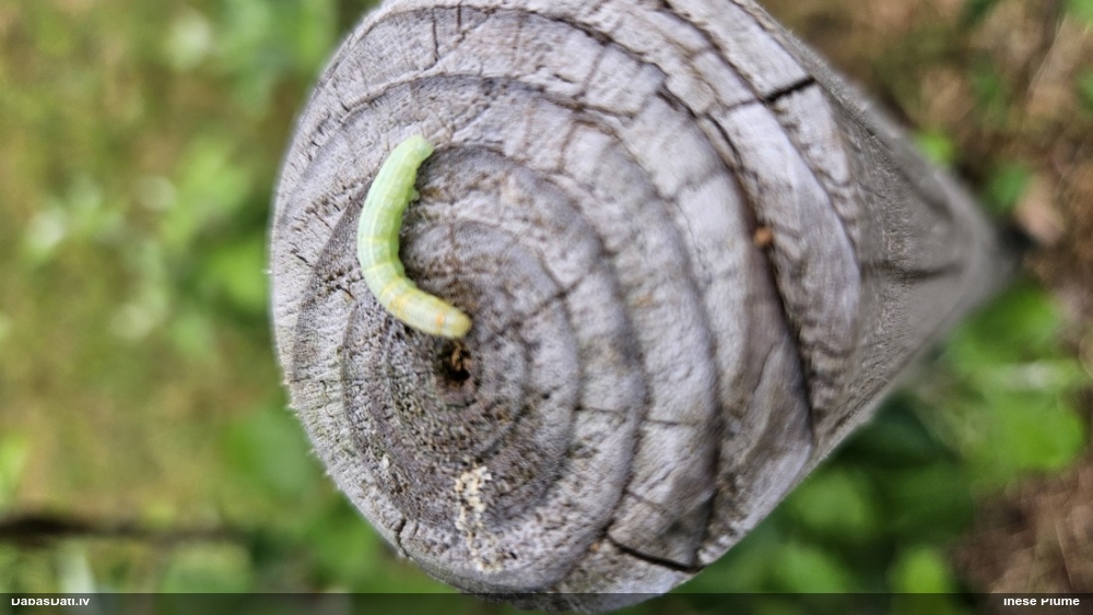 Naktstauriņš (nenoteikts)