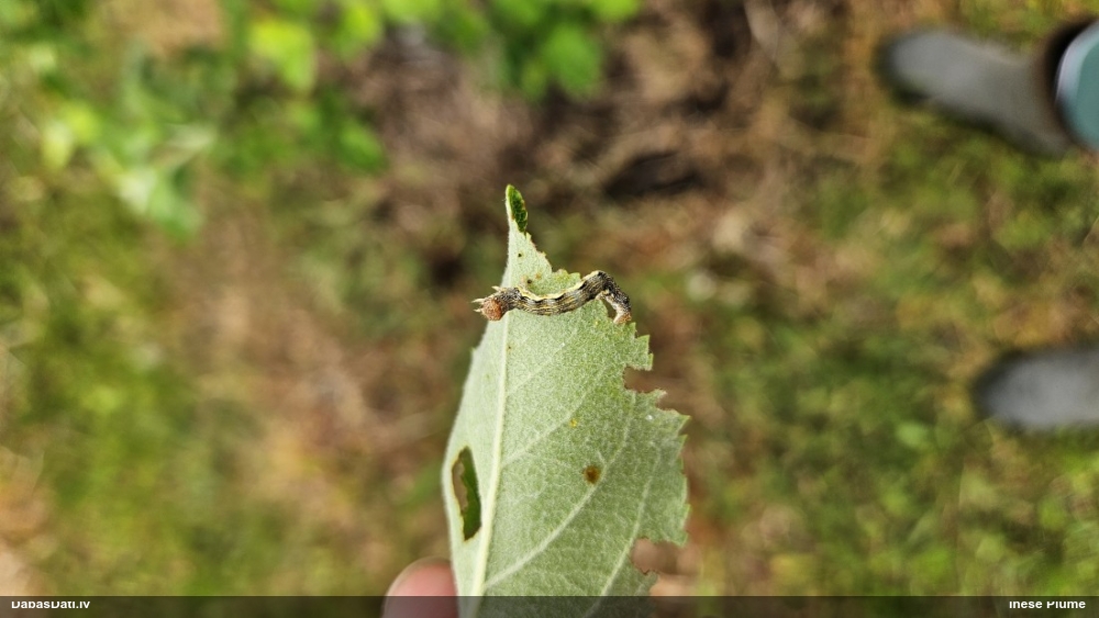 Пяденица-обдирало