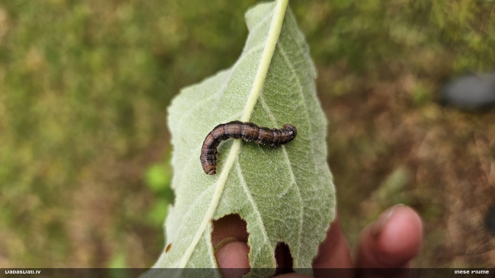 Naktstauriņš (nenoteikts)