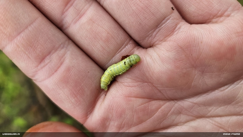 Naktstauriņš (nenoteikts)