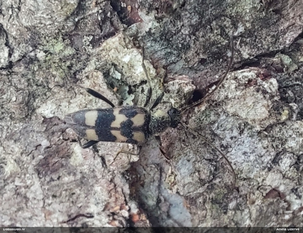 Koksngrauzis Judolia sexmaculata