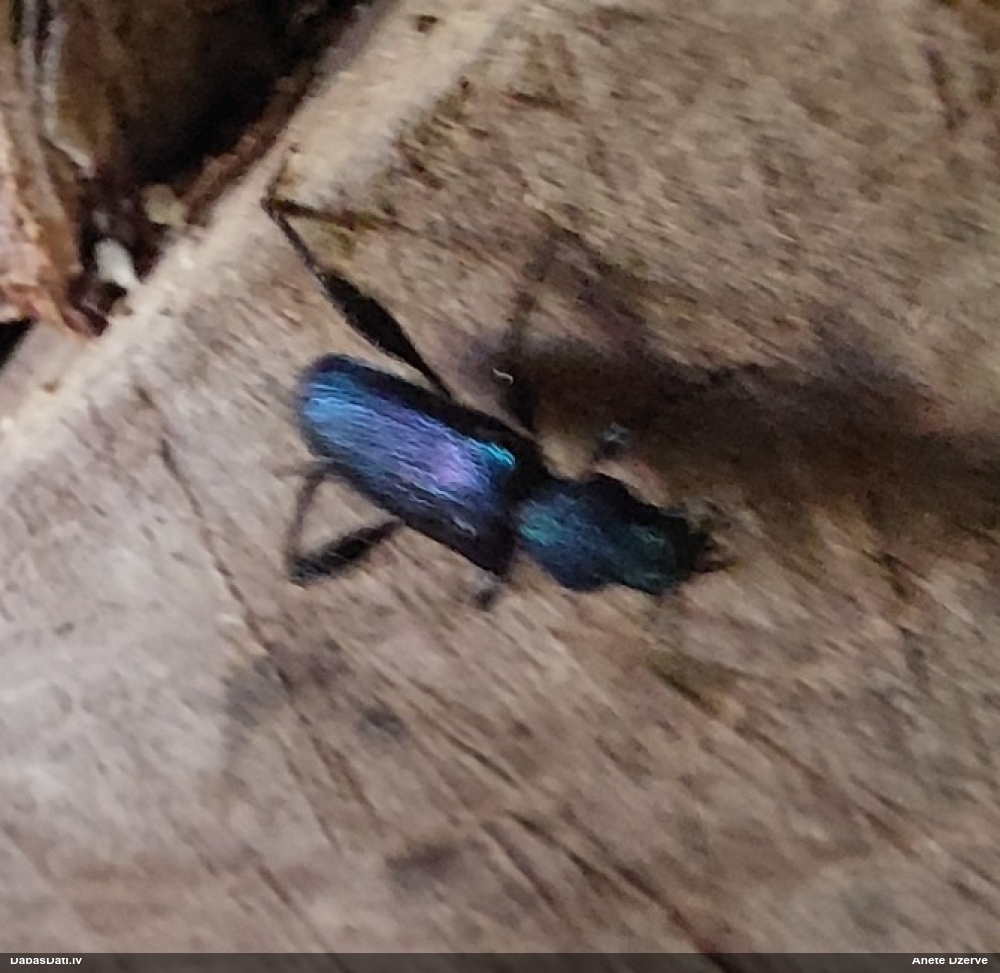 Zilais ēku koksngrauzis