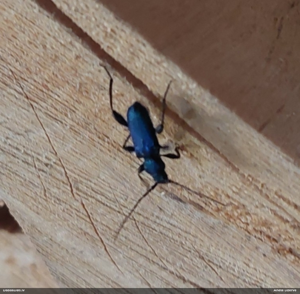 Zilais ēku koksngrauzis