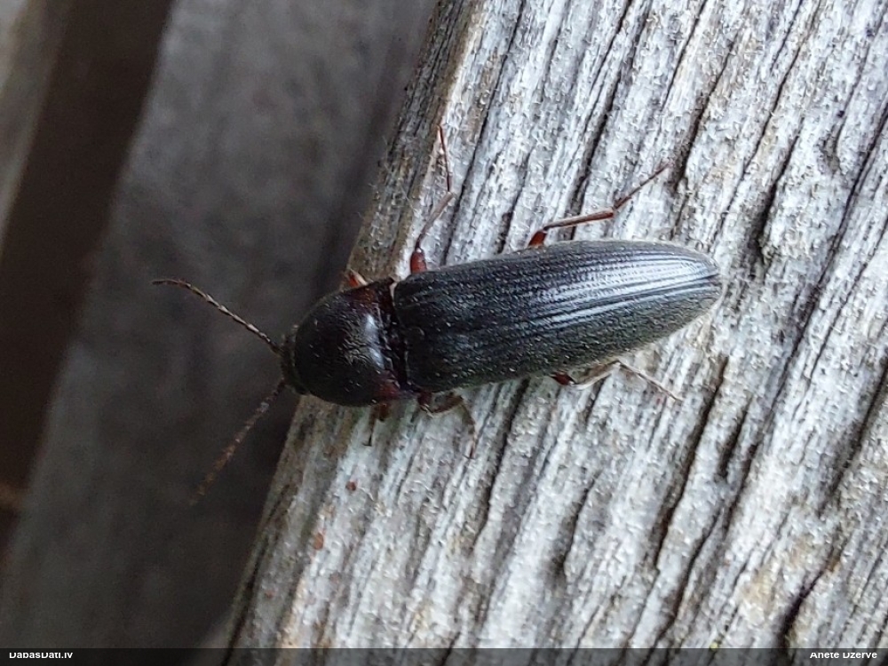 Sprakšķis Melanotus sp.