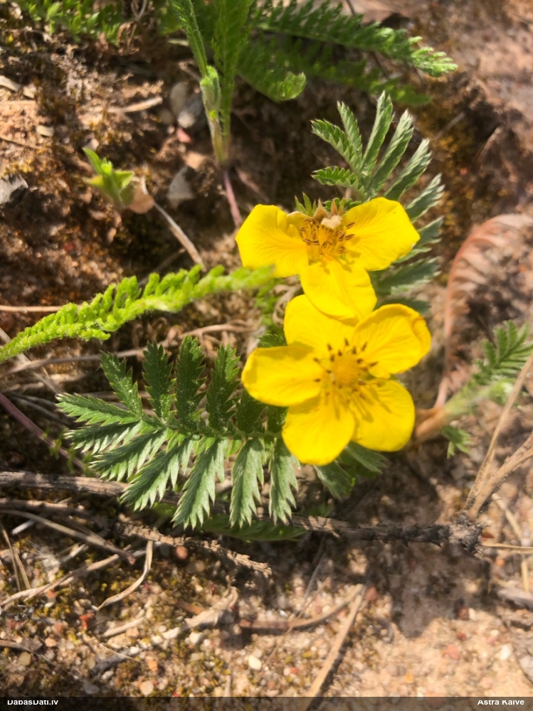 Maura platkājiņš (maura retējs)