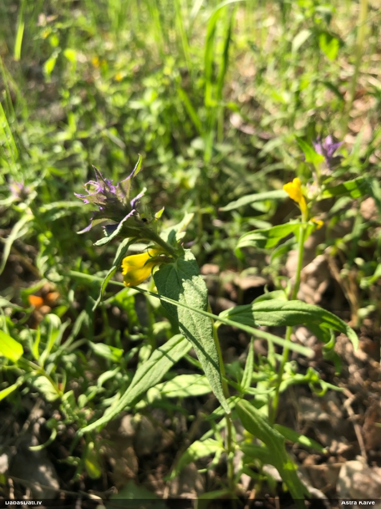 марьянник дубравный