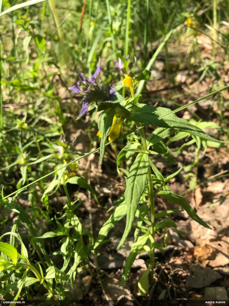 марьянник дубравный