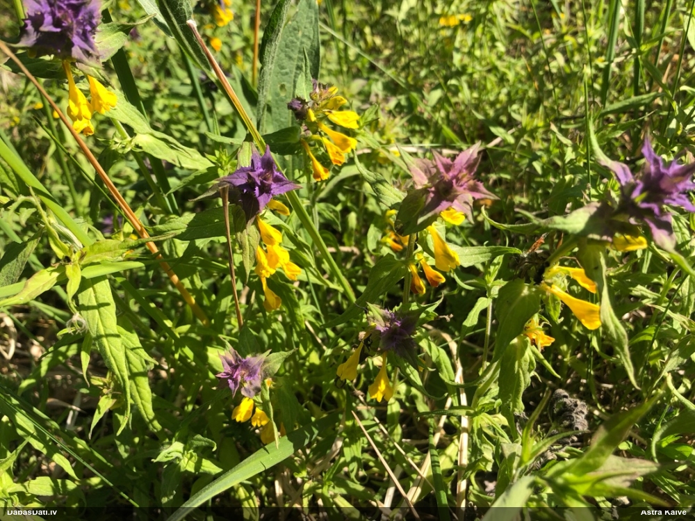 марьянник дубравный