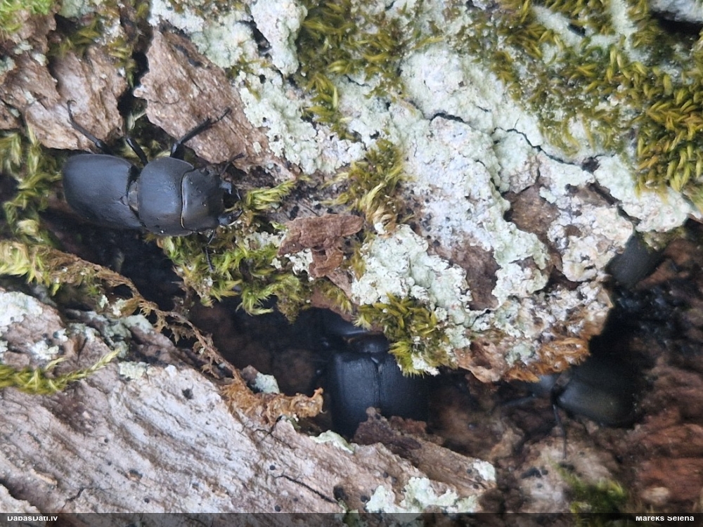 Blāvā briežvabole