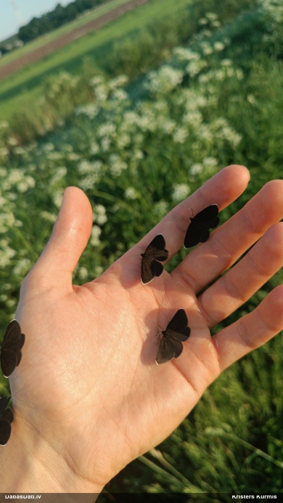 Melnais sprīžmetis