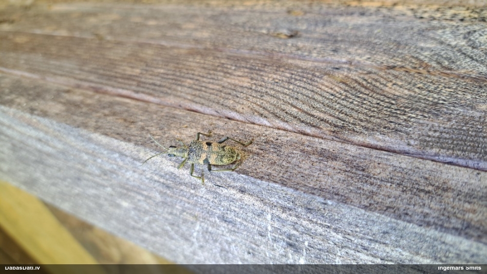 Lapkoku ligzdu koksngrauzis