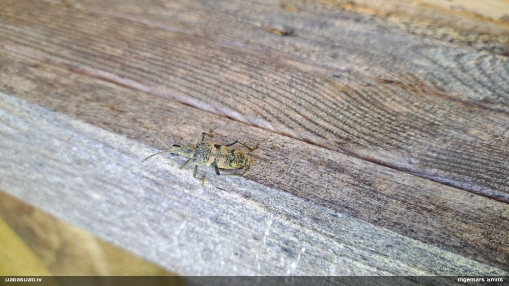 Lapkoku ligzdu koksngrauzis