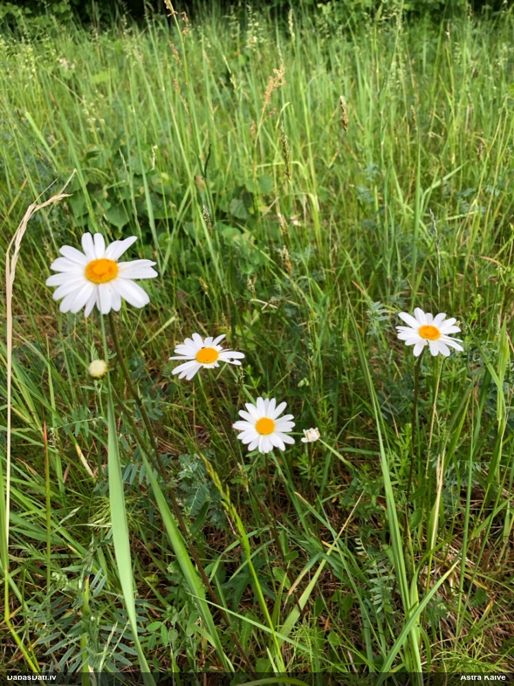 нивяник обыкновенный