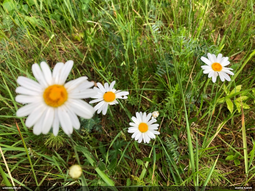 нивяник обыкновенный