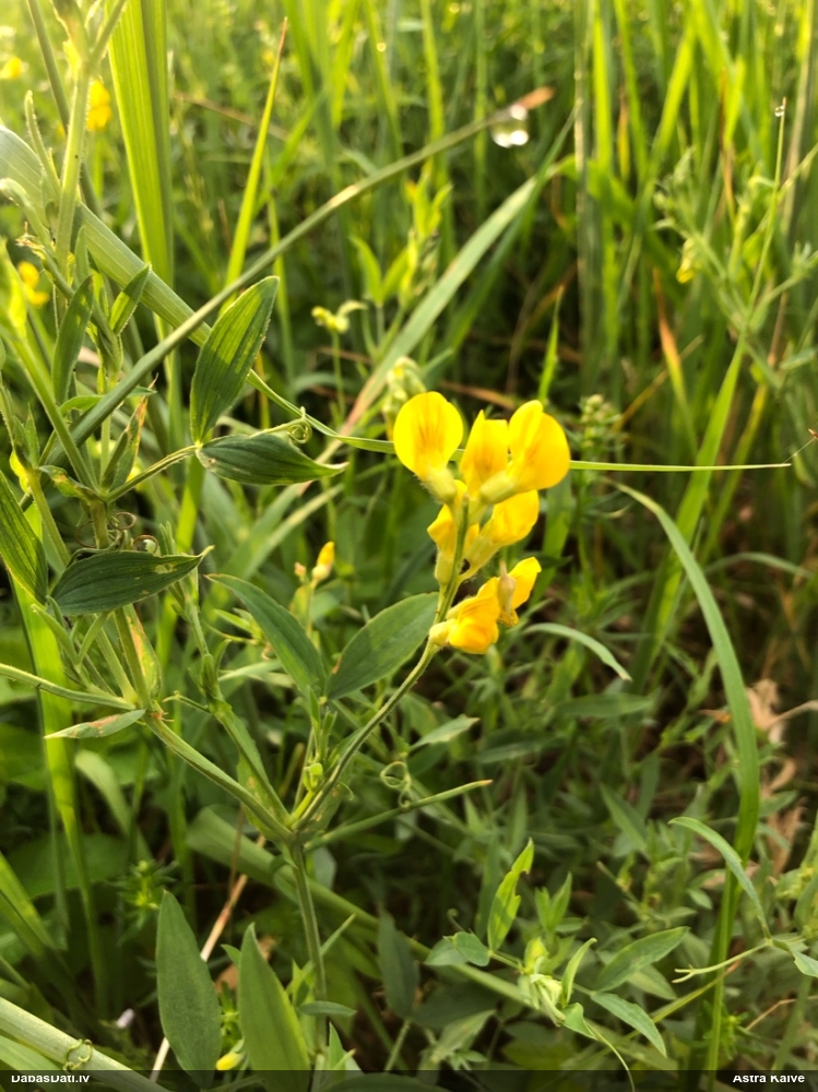 чина луговая