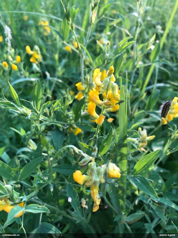 чина луговая