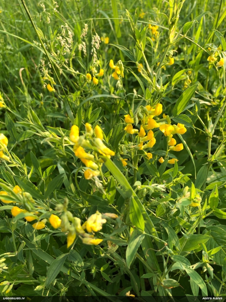 чина луговая