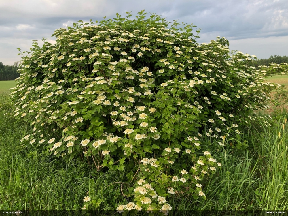 калина обыкновенная