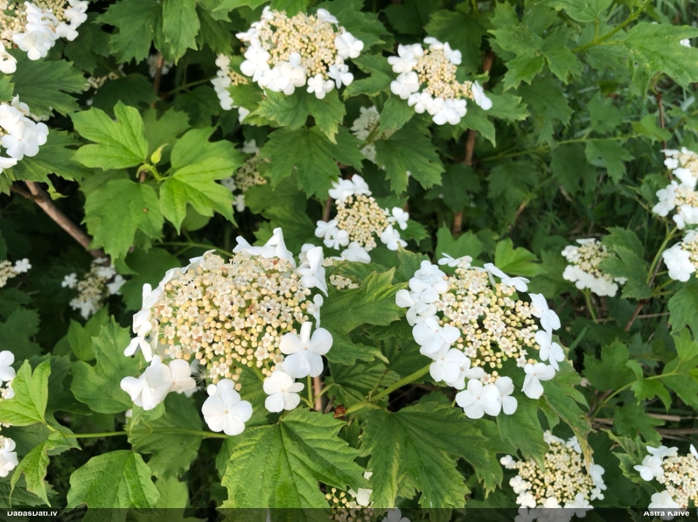 калина обыкновенная