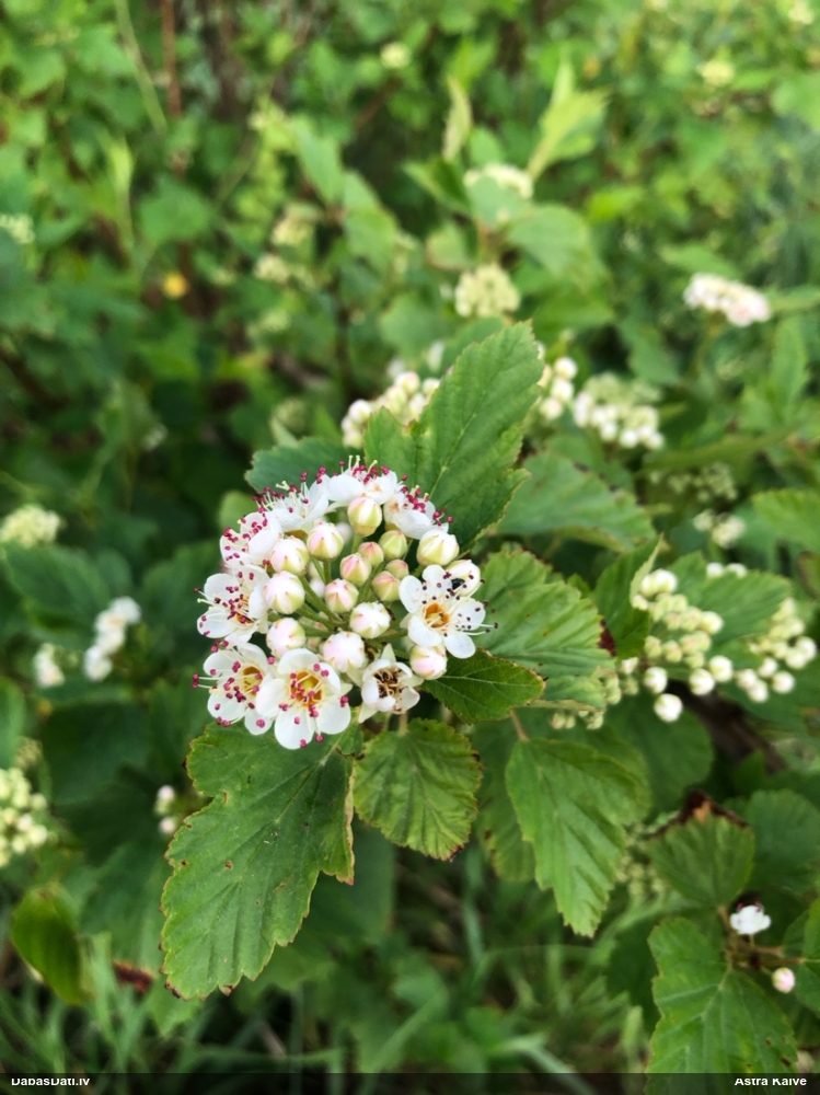 Parastā irbeņspireja