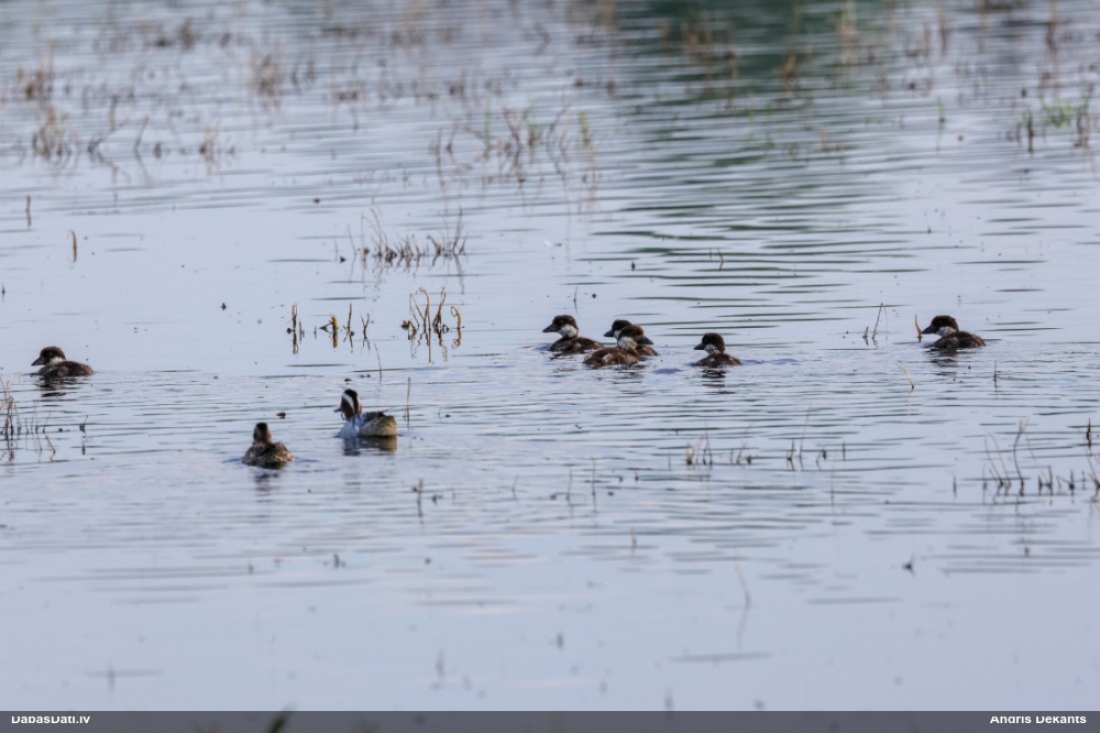 чирок-трескунок