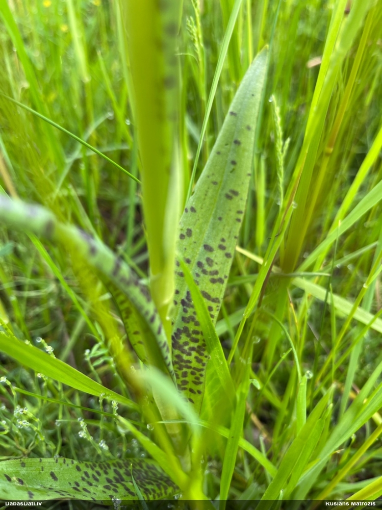 пальчатокоренник балтийский