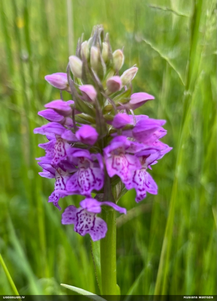 пальчатокоренник балтийский