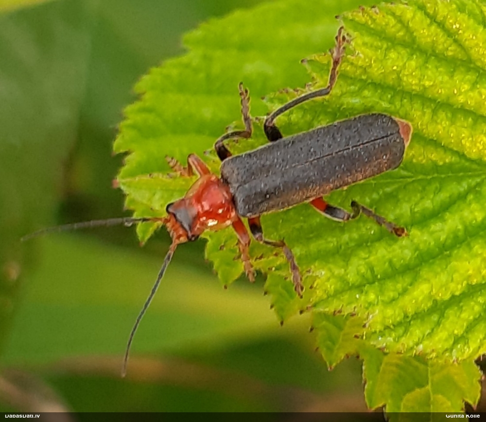 Mīkstspārnis Cantharis livida
