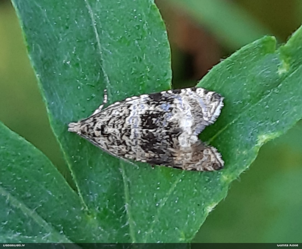 Tinējs Celypha lacunana