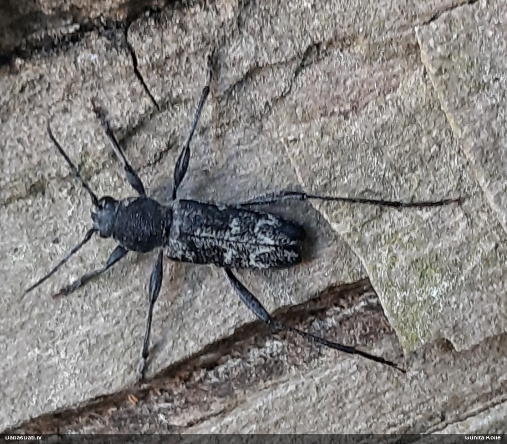 Tumšais apšu koksngrauzis