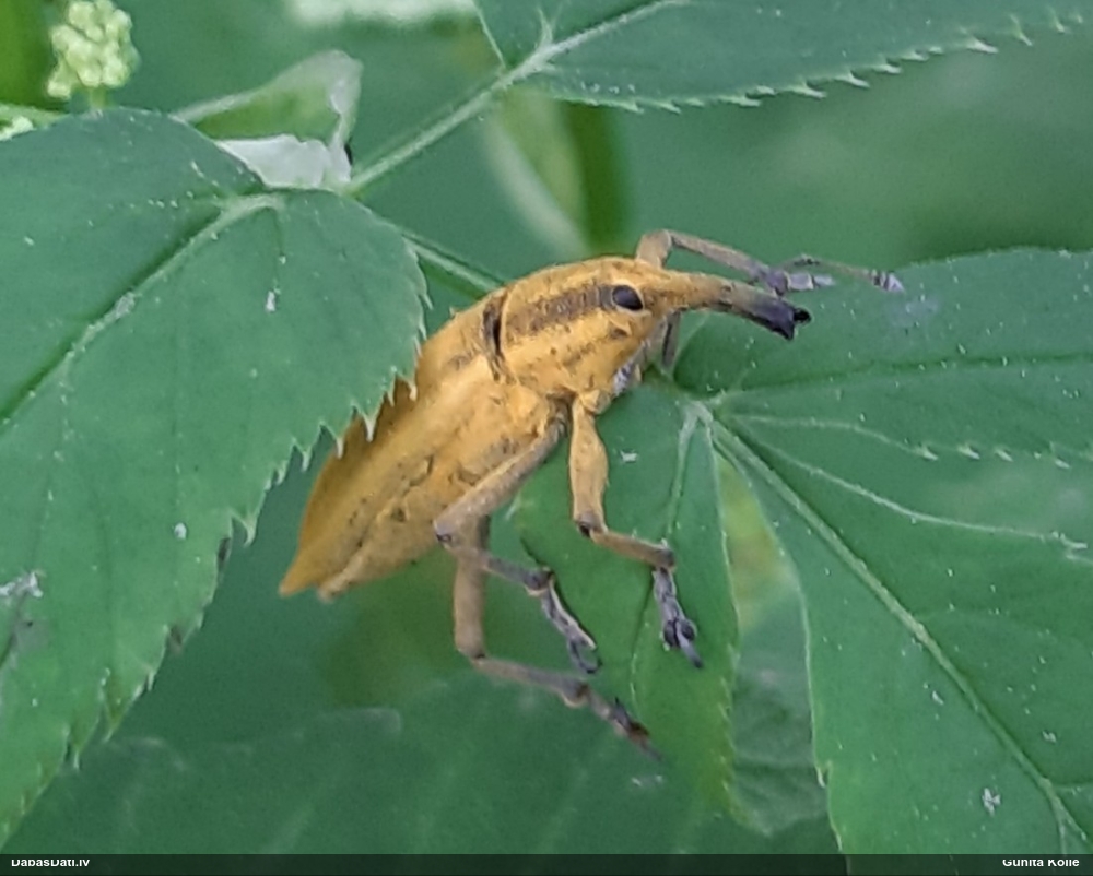 Smecernieks Lixus iridis