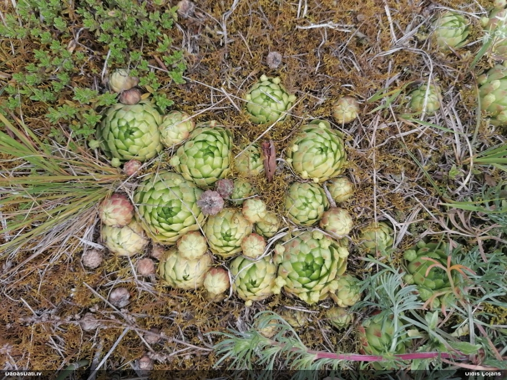 молодило побегоносный