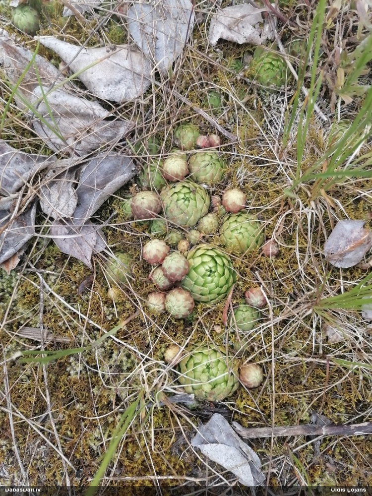 молодило побегоносный