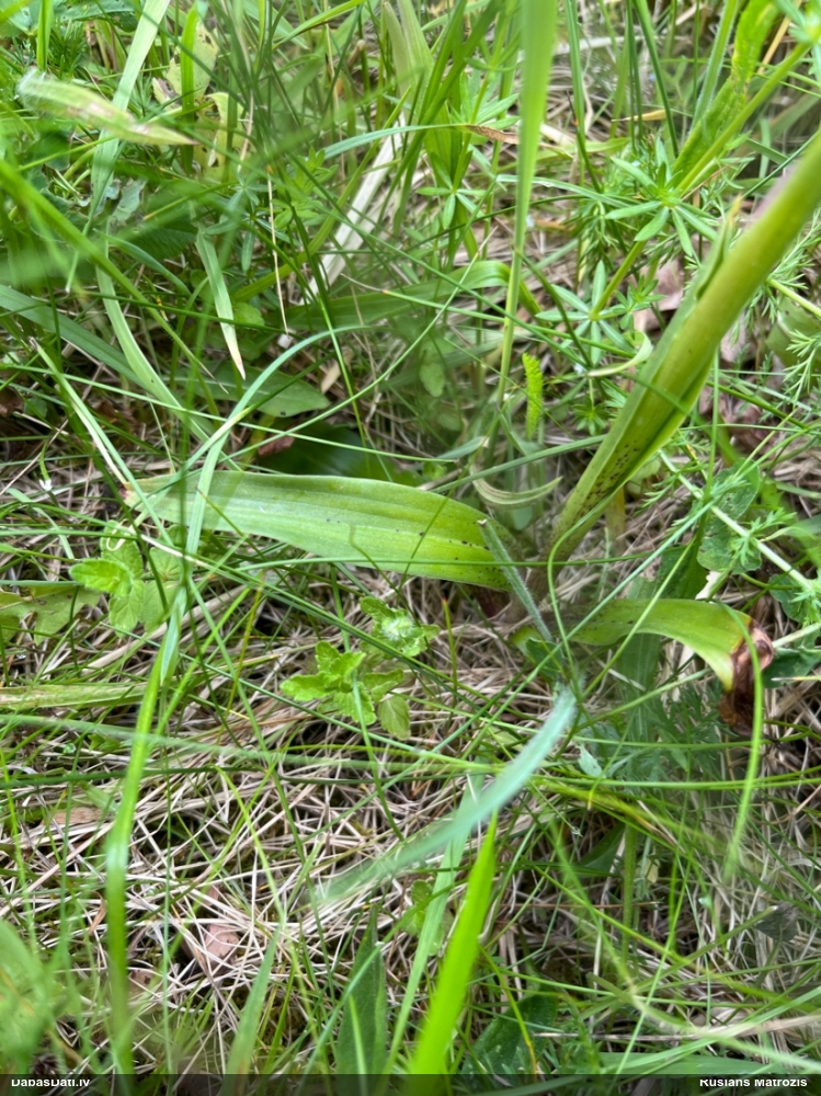 ятрышник мужской