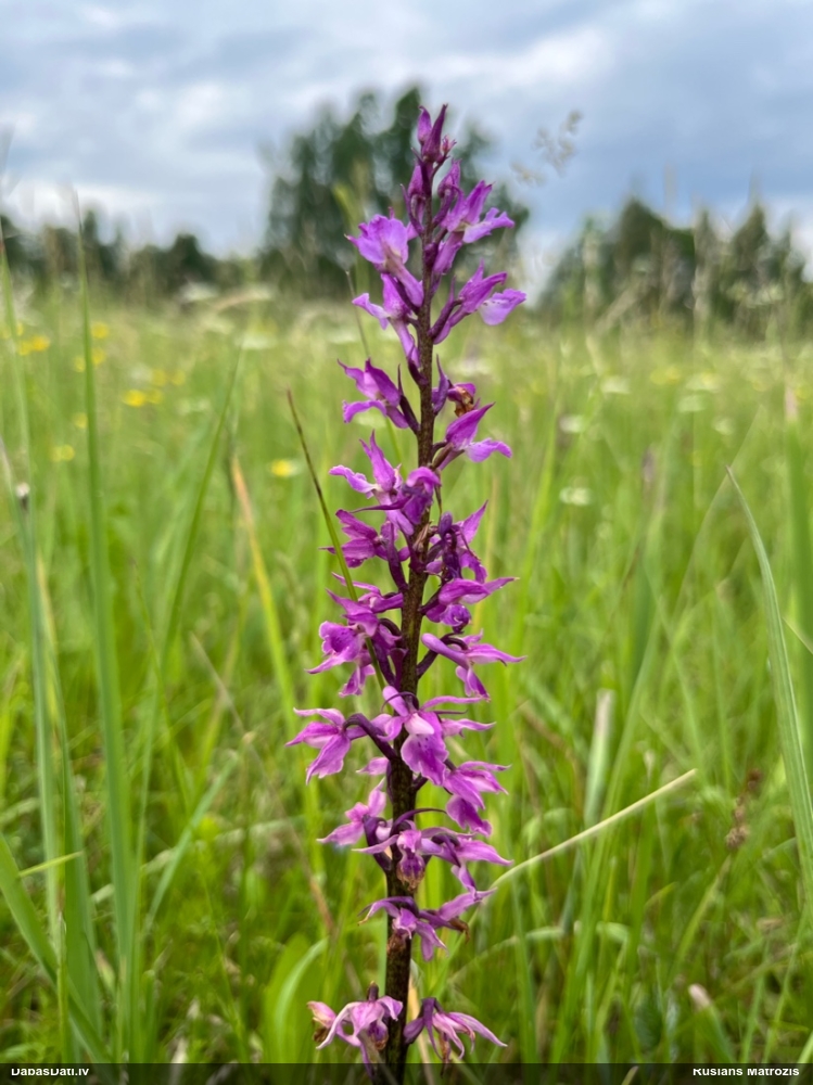 ятрышник мужской