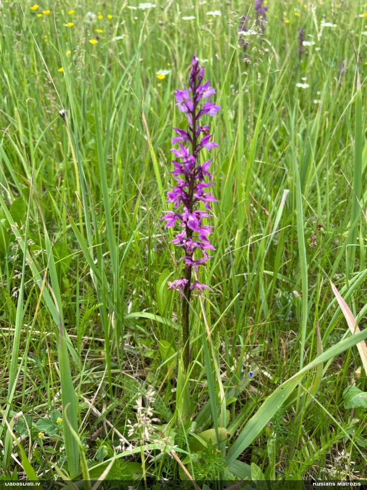 ятрышник мужской