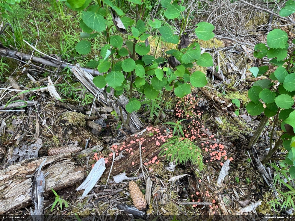 Vilkpienaine (nenoteikta)