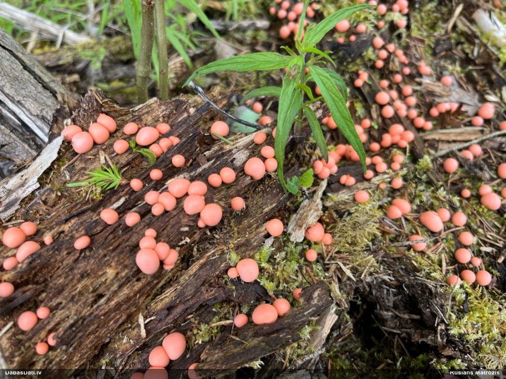 Vilkpienaine (nenoteikta)