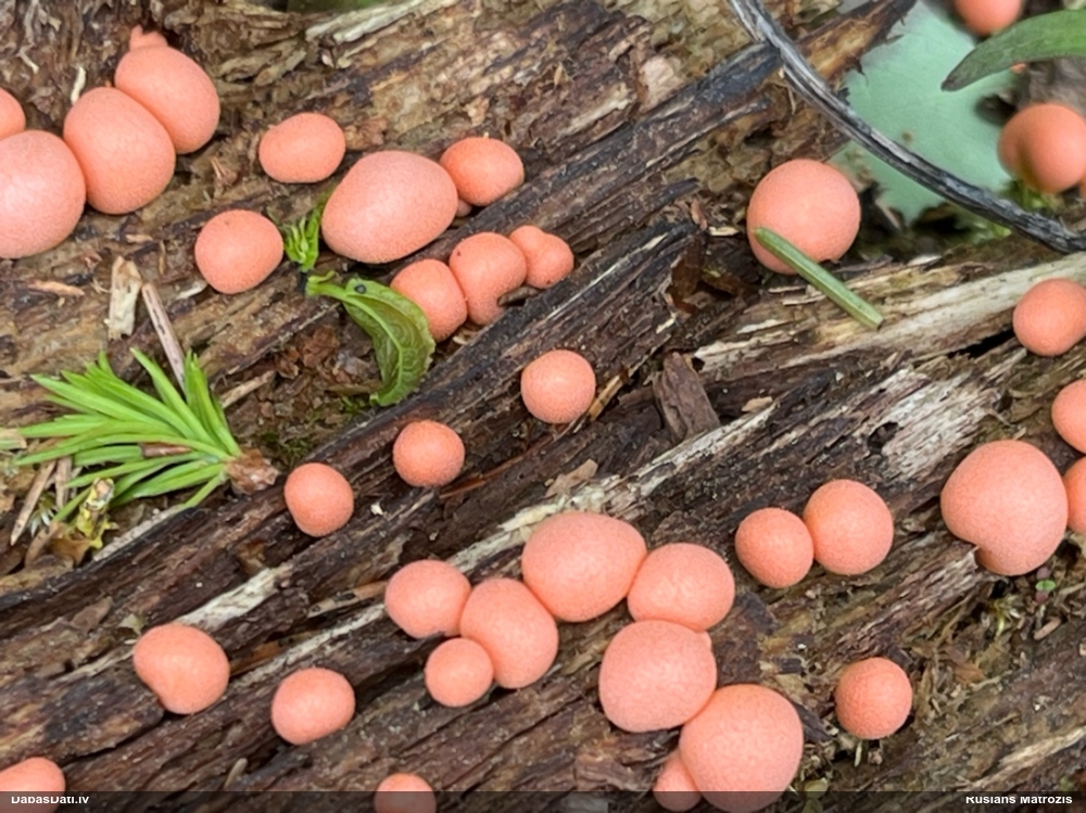 Vilkpienaine (nenoteikta)