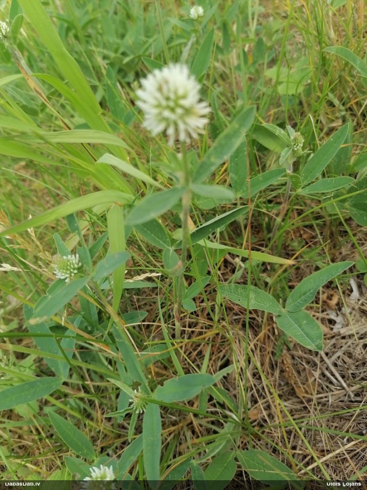 клевер горный