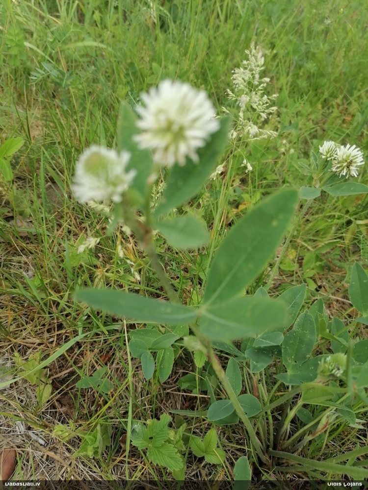 клевер горный