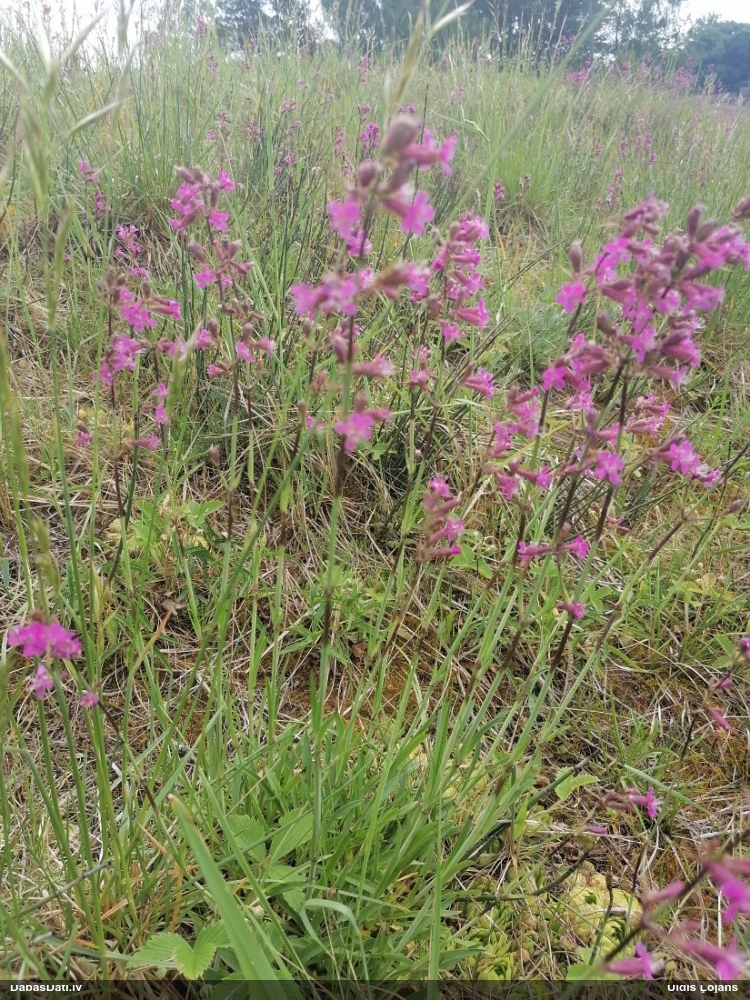 смолка обыкновенная