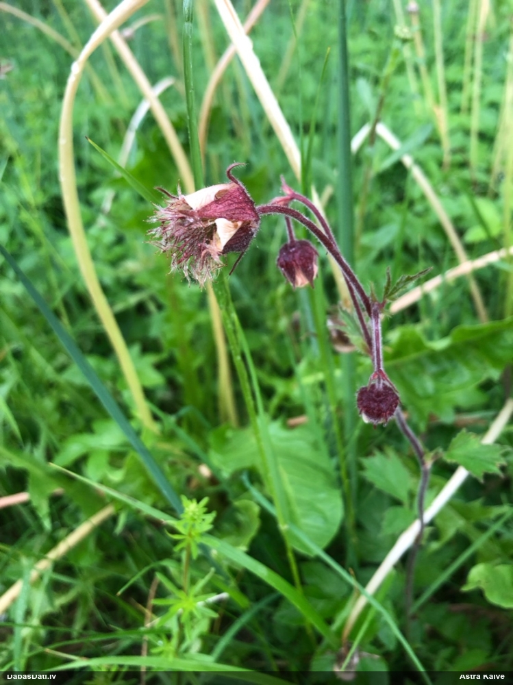 гравилат речной