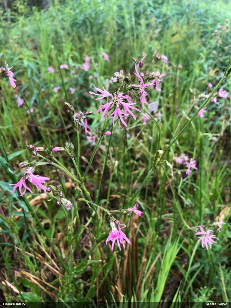 горицвет кукушкин