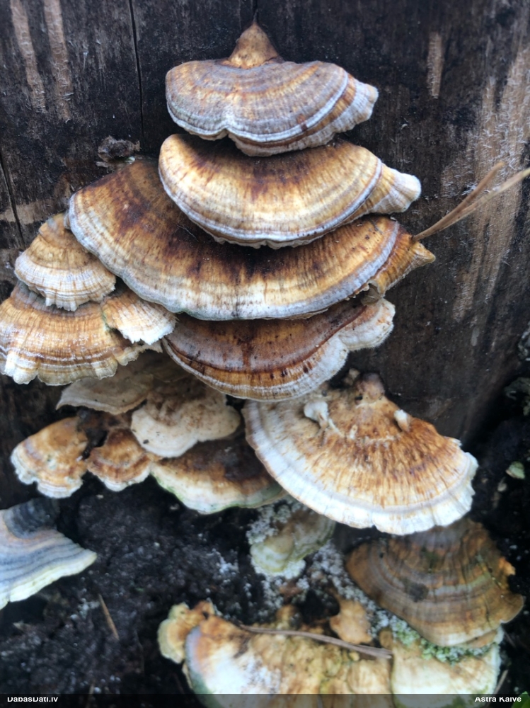 Dzeltenā tauriņpiepe