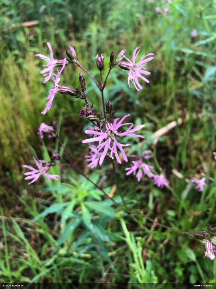 горицвет кукушкин