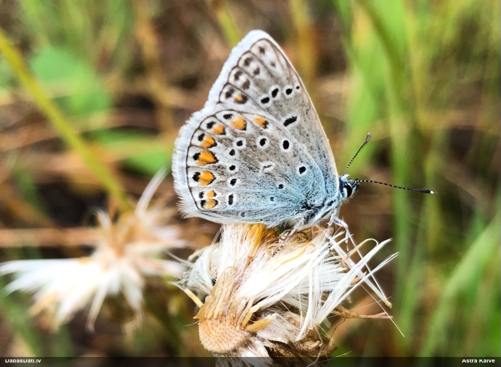 Parastais zilenītis